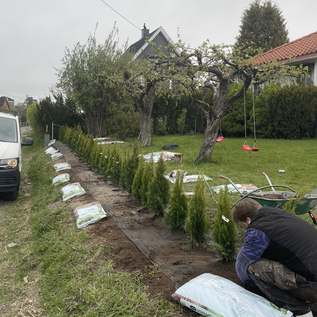 Hekkeplanting